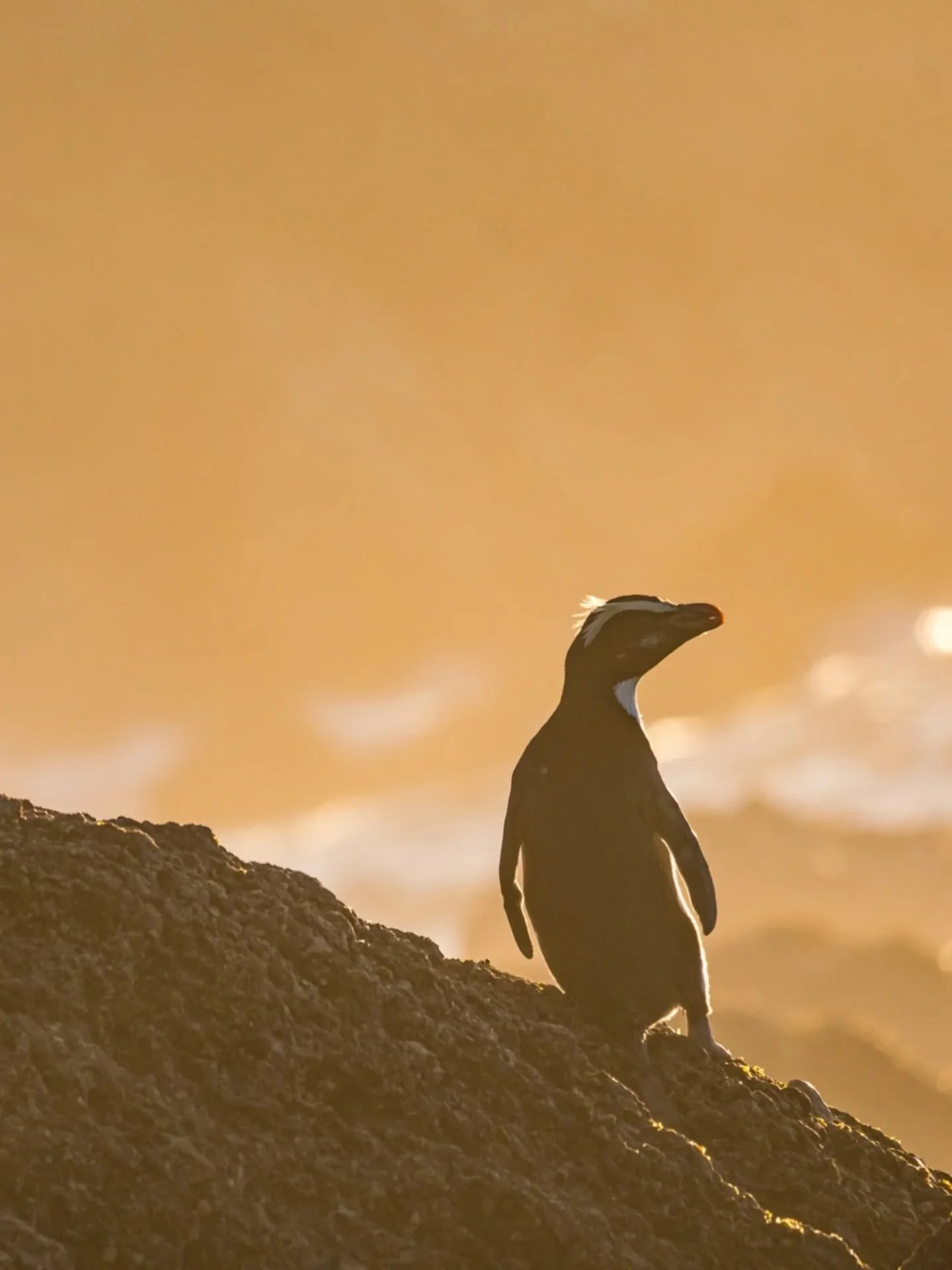 The rainforest penguin - tawaki. I have been fortunate enough to have spent a significant amount of time with these unique birds. Their behaviour is absolutely extraordinary and I love observing them! They can only be found in New Zealand and its out