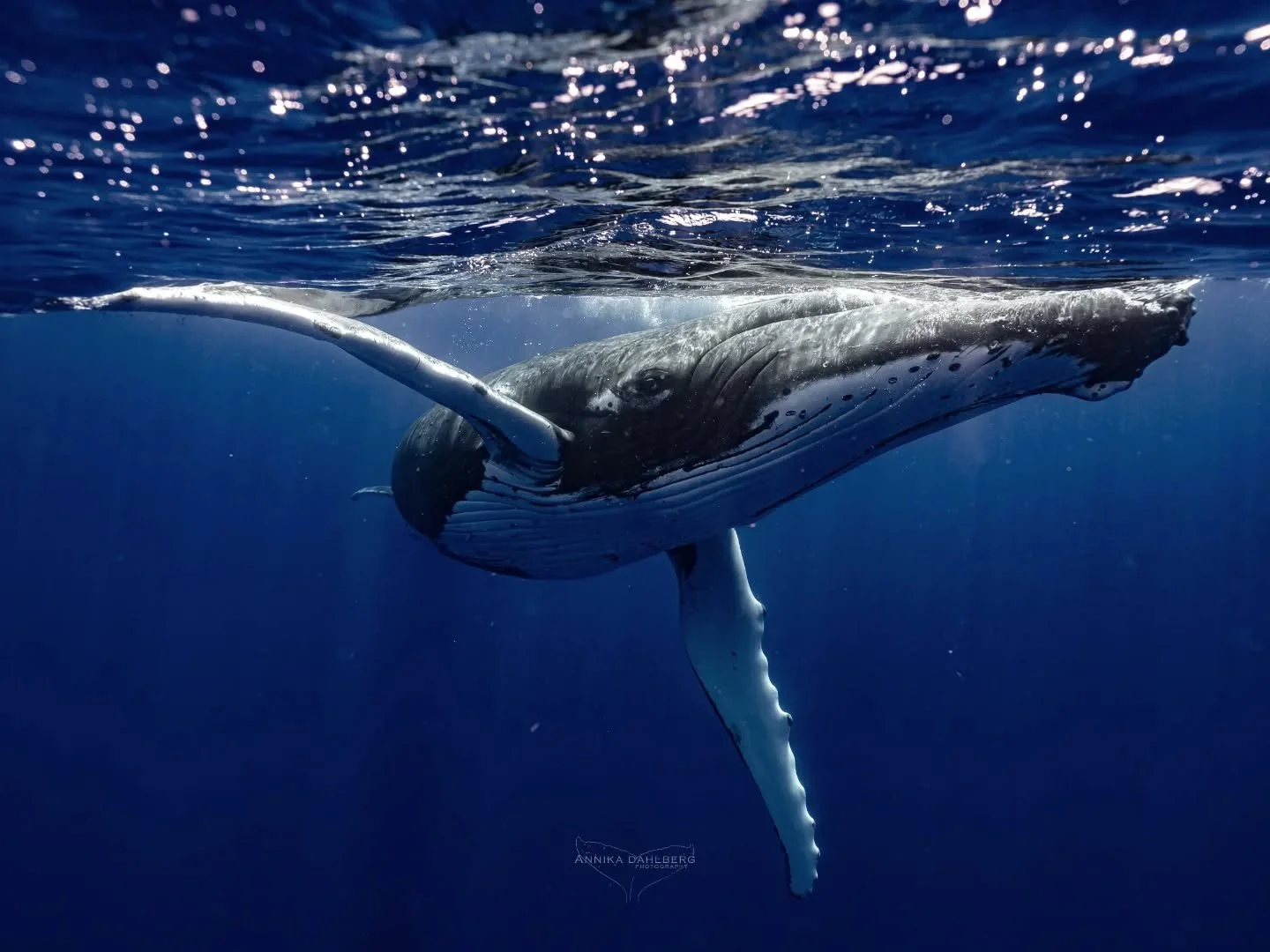 Happy World Oceans day! Here are some super social humpback whales from Niue 🐋 Can't wait to be back in the water with these majestic creatures 💙

Out with @explore_niue 
Photos by @annikadahlberg_ 

#niue #ocean #sonyalphaanz #worldoceansday #whal