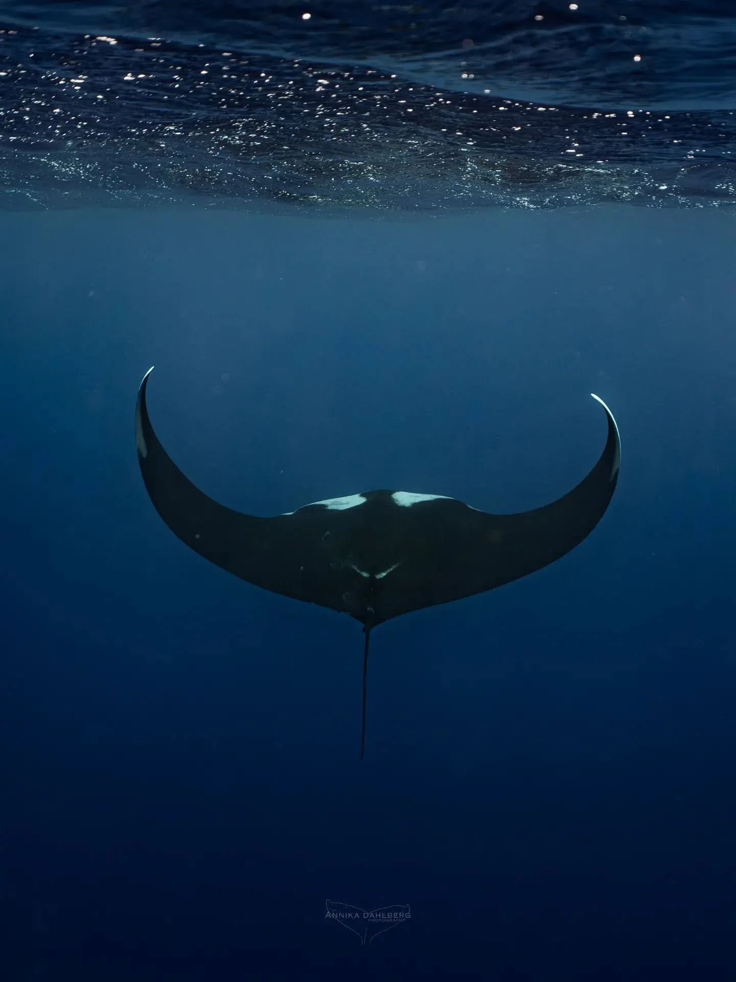 The ocean has been full of wonders lately ✨️ I had the biggest smile on my face when my favourite ocean creature showed up in the deep blue by the boat! This oceanic manta ray (Mobula birostris) was slowly swimming along the surface. We got lucky as 