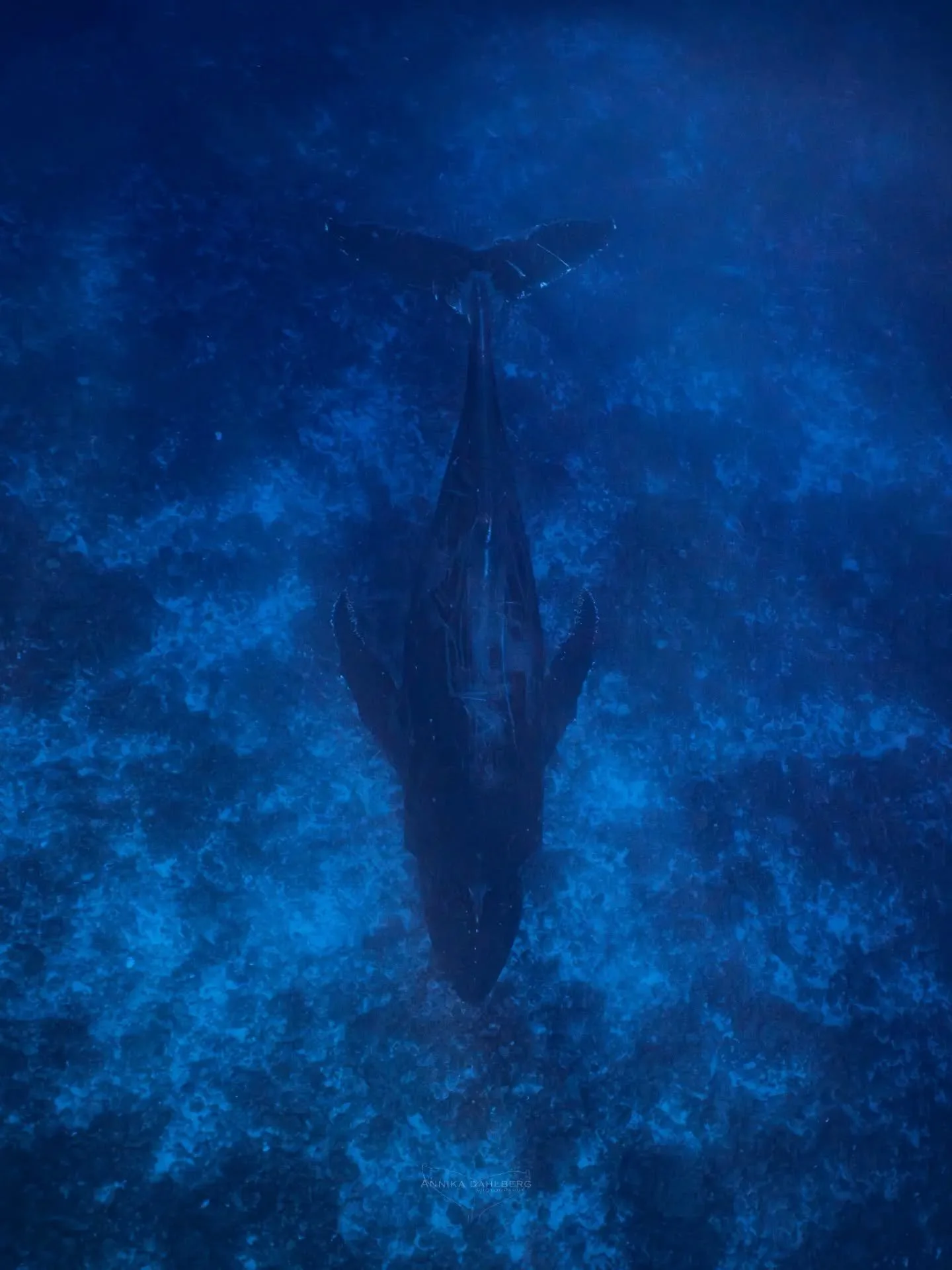 With his nose up against the reef, he sings along. Male humpback whales sing a beautiful song during the breeding season and we have already had some wonderful singers this season 🎼 Swipe to hear some of his song 🐋

Out with @explore_niue 
Photo by
