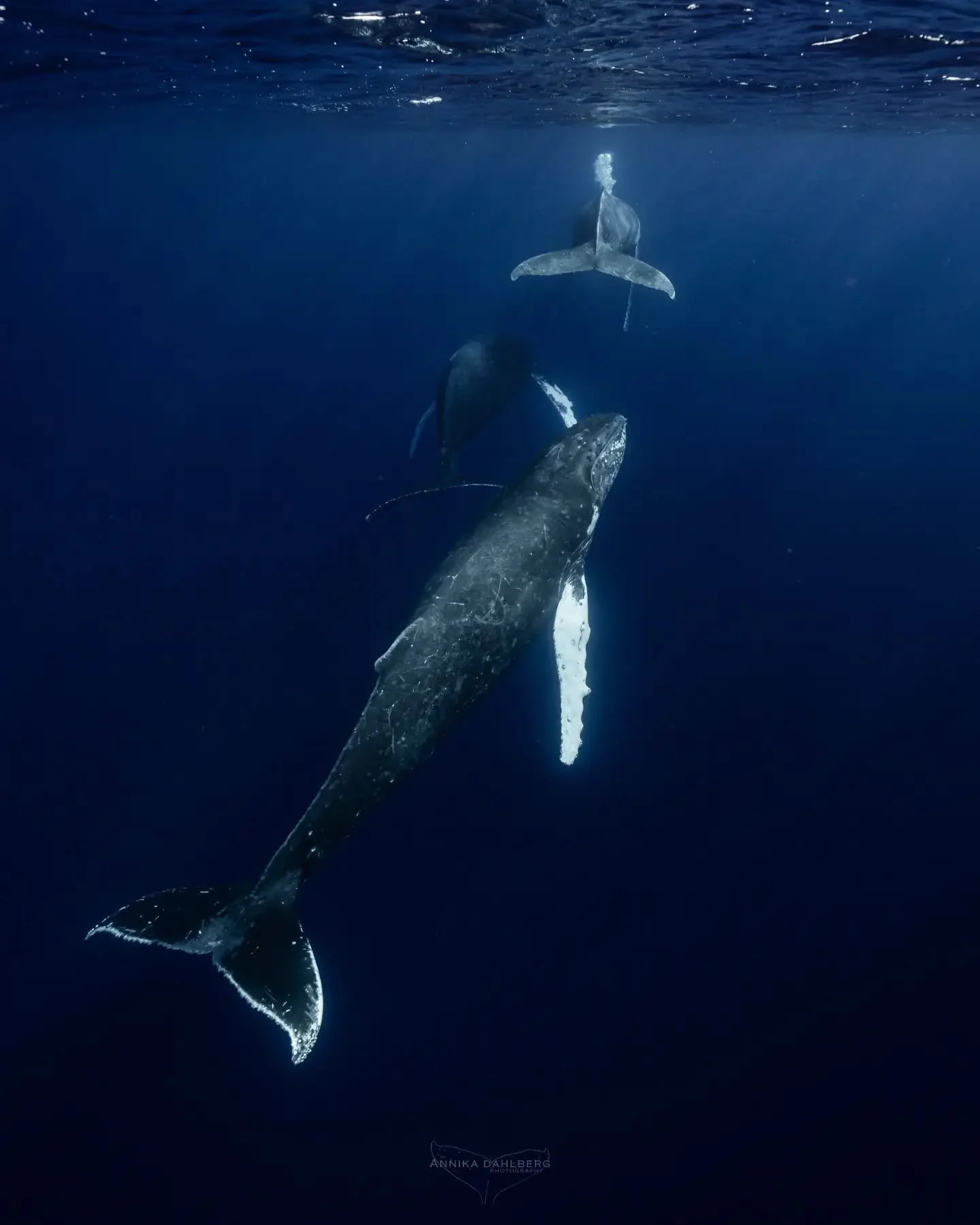 The behaviour of whales never cease to amaze me. These 3 young whales were socialising with each other beautifully by twirling around one another, blowing bubbles and sneaking up on each other. It felt like I was observing an underwater dance!

Out w