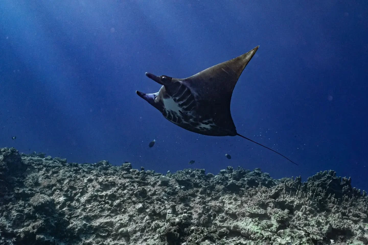 Stoked to have our very own local reef manta here in Niue! Millie the melanistic manta has won the hearts of many locals and visitors to the island. Reef mantas do not usually reside here but this wee girl has been around for several weeks now! I enc