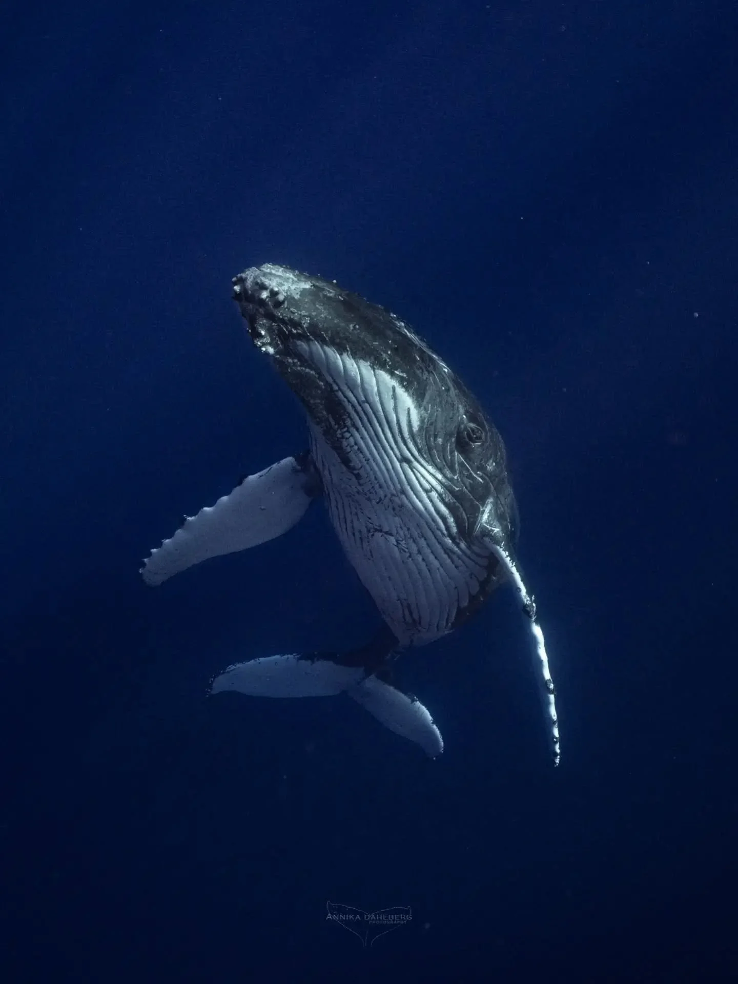 The moment when everything goes quiet and the only thing you can hear is your pounding heart. There is something special about being approached by a large but gentle giant in the ocean, even a juvenile whale like this one 🐋 

Swimming with @explore_