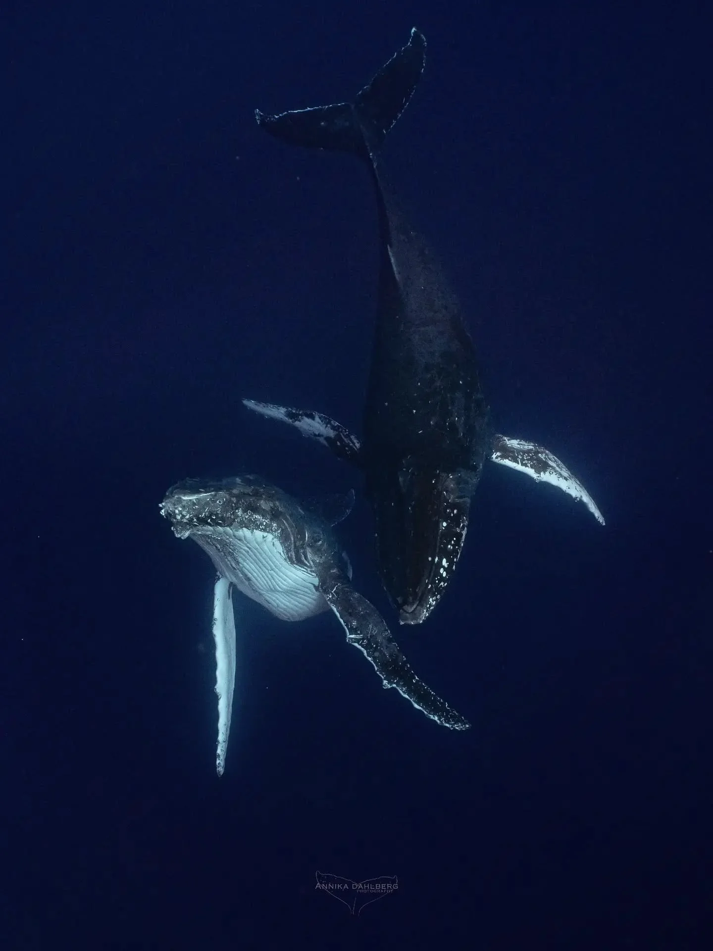 Whale season is here and love is in the air 🐋 The season has started off with some very excited whales and we can feel the vibes! Excited for more active whales and happy to be able to observe them as they socialise with one another! Swipe to see th