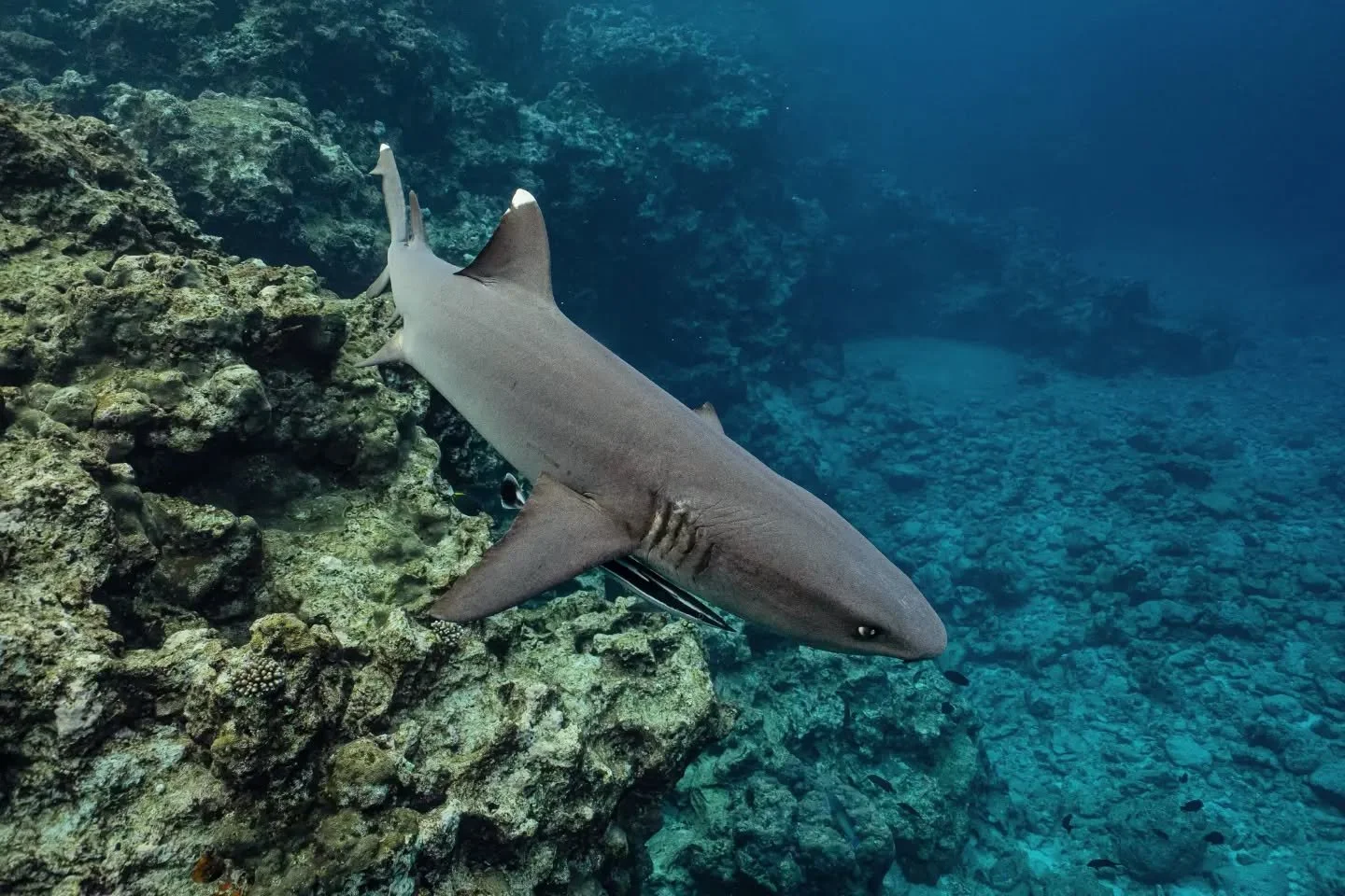 I have the pleasure of encountering several stunning magō/white-tip reef sharks on our uluulu/reef lately 🦈🪸 These sharks patrol the reef daily and you never know when you might come across one!

#shark #sonyalphaanz #wildlife #underwater #reef @ni