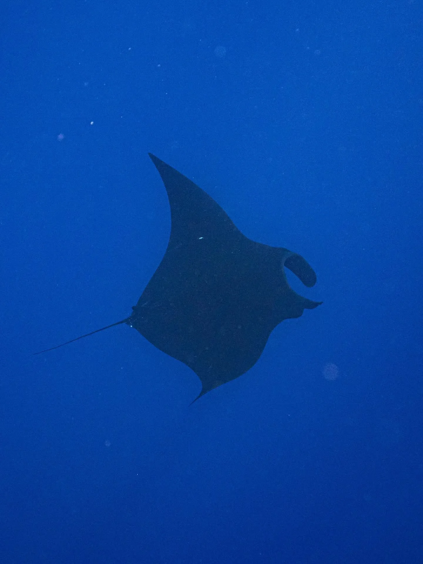 Peka tahi! I finally got to encounter a manta ray in the blue waters of Niue 💙 This is not just any manta, it has been seen several times here now and is quite different! Rather than the normal black and white colouration, it is melanistic and compl