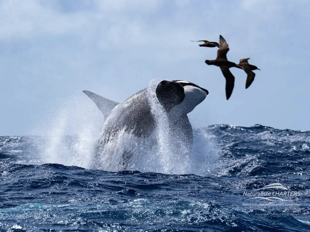 Orca are always a crowd favourite and an absolute favourite of mine 😍 New story/blog post up on my website where I have writted about my personal experiences with these black and white whales 🫍 Find the link in my bio 💙

Photos taken with:
@natura
