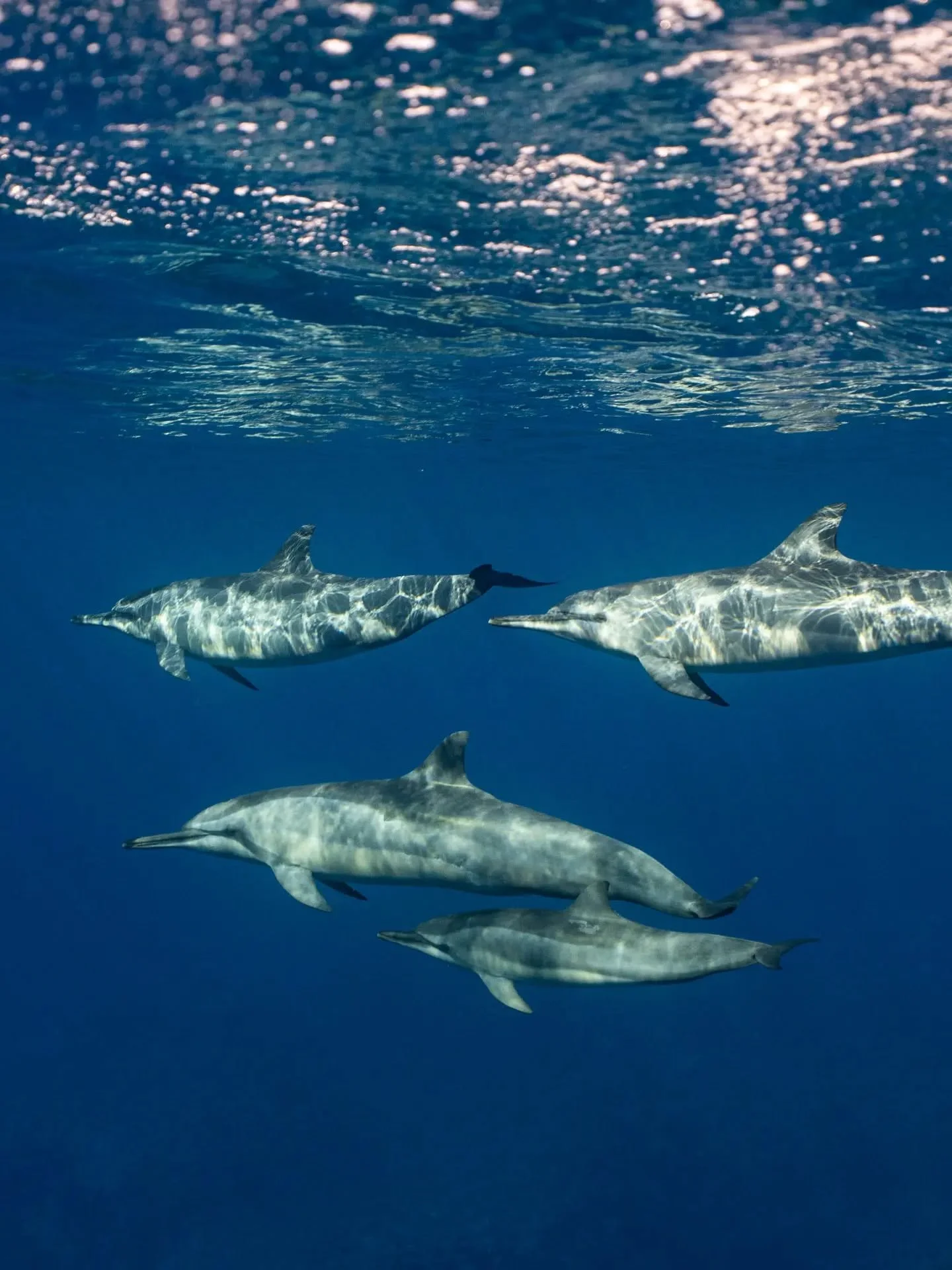 Very playful dolphins on tour yesterday 🐬 Spinner dolphins are named after their incredible ability to spin through the air. Swipe to see a young dolphin spinning continuously to rid a very pesky remora!

Out with @explore_niue 
Photos by @annikadah