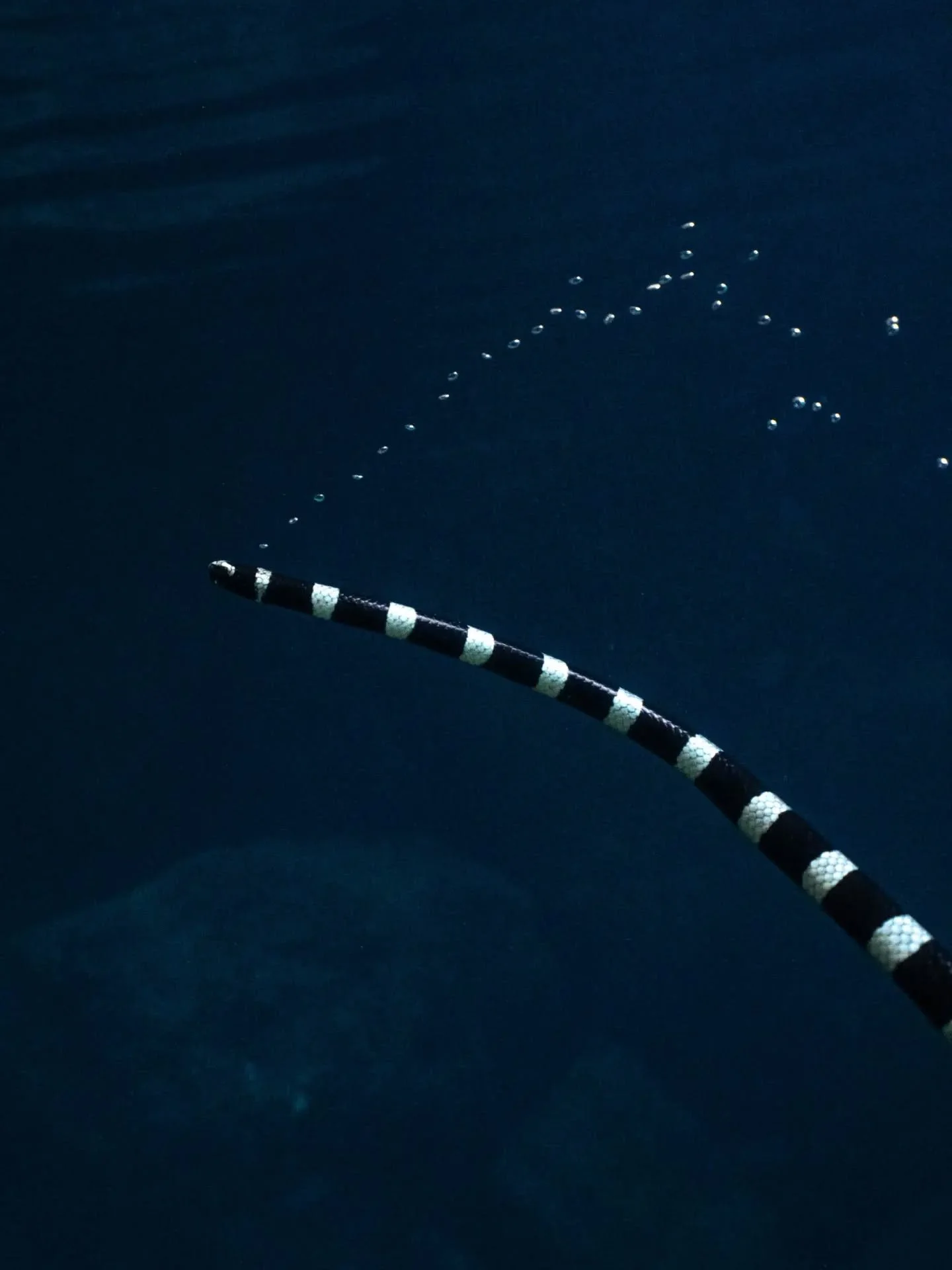 Katuali coming up for air 🫧 As a reptile they need to resurface to breathe air. It was incredible to see this one releasing a beautiful trail of bubbles just before reaching the surface! 

#niue #snake #wildlife #underwater #myocean @niueisland @son