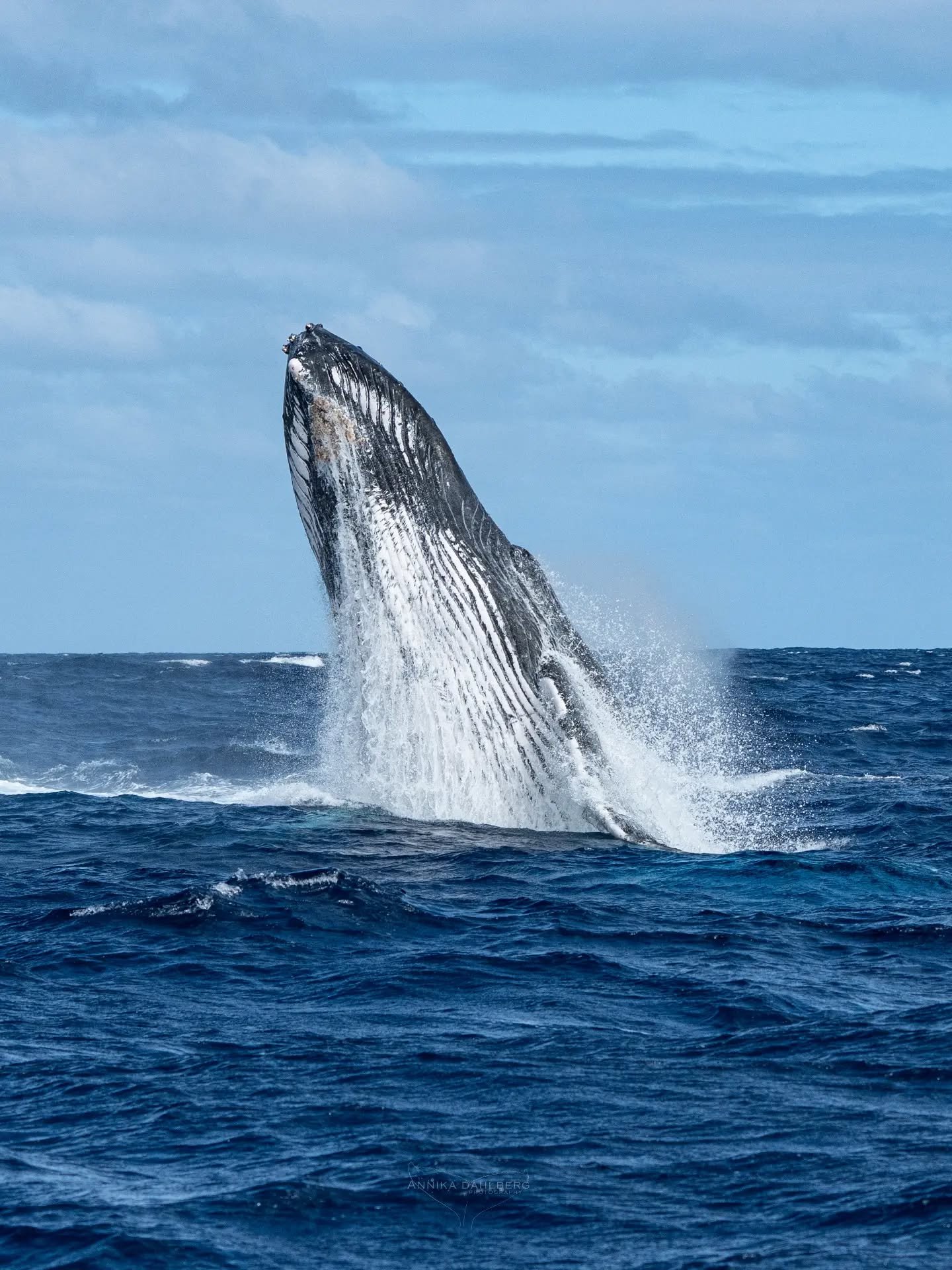 The moment when the ocean explodes, and an adult humpback whale launches itself into the air in a breach! Windy days can make for tricky spotting and tricky photography but it is extremely rewarding when it all comes together 🐋

Out with @explore_ni