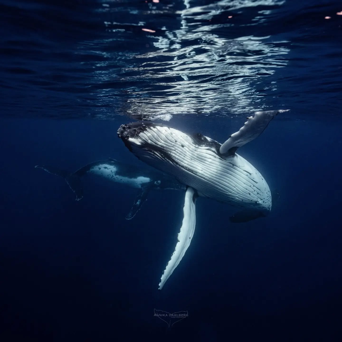 The whales move with such grace, it is like watching an underwater dance. I love observing the behaviour of whales and how their interactions change over the course of a few days. 

The young male in the background came to the island late one afterno