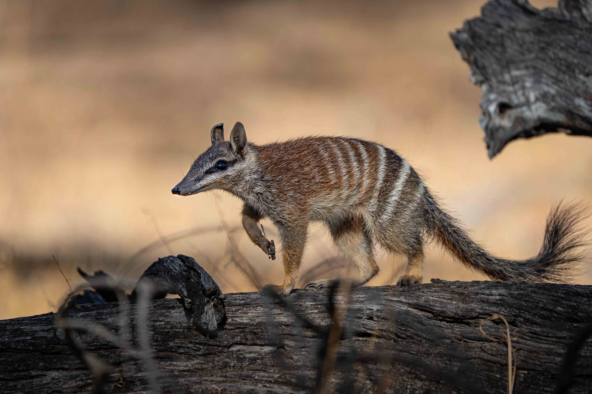 Numbat