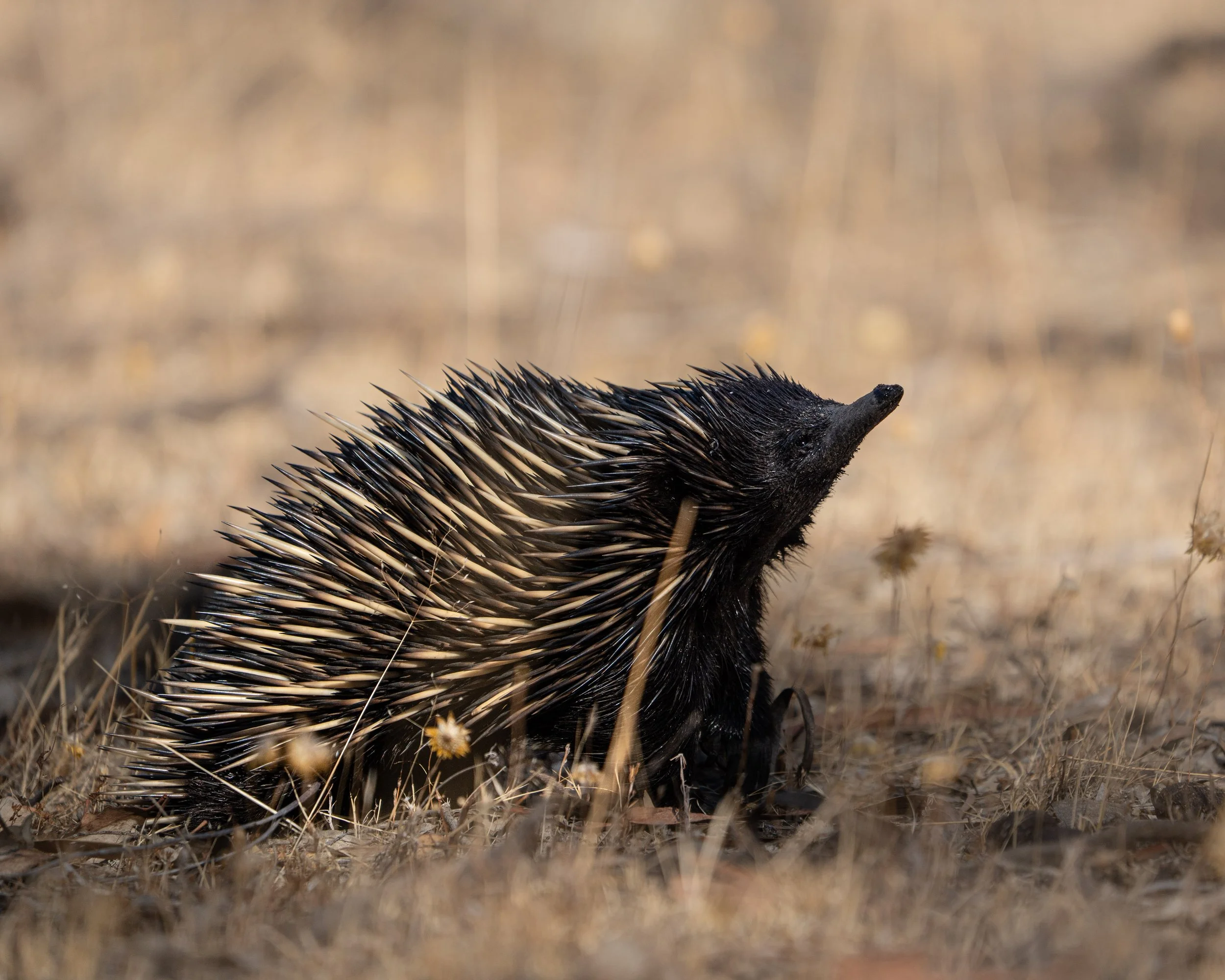 Echidna