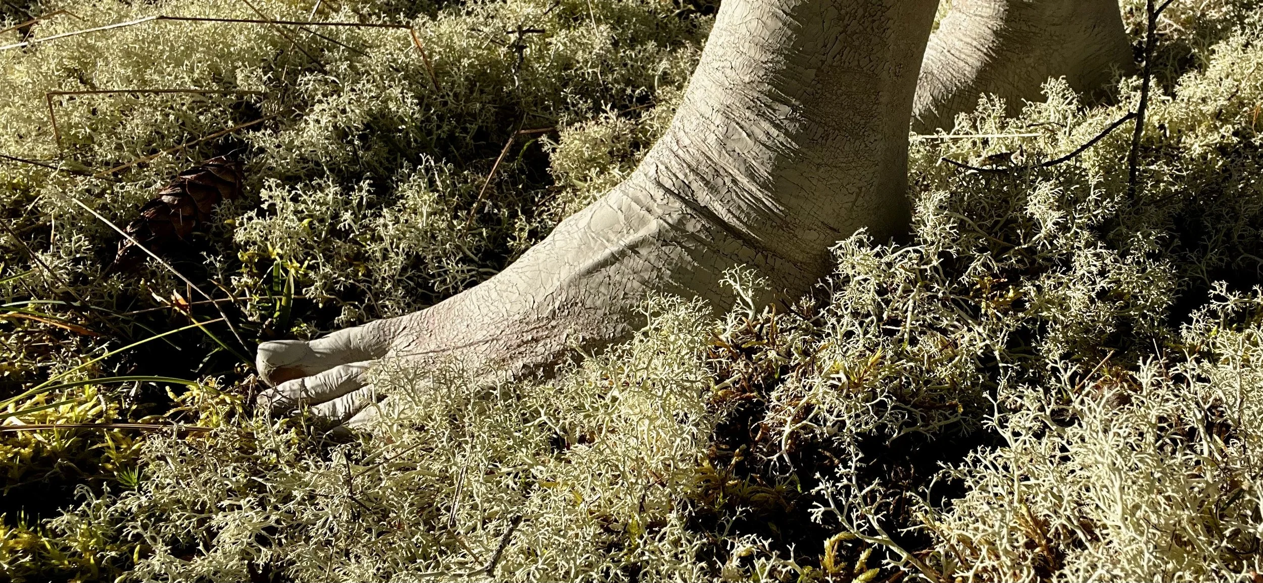 beWILDering with, community experimental gathering (Qathet, Canada)