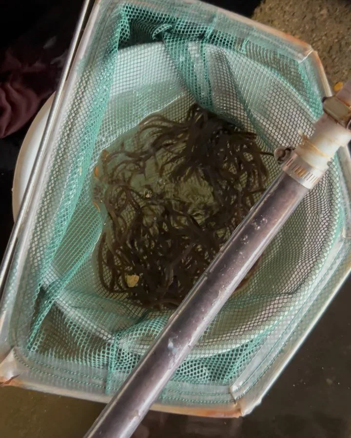 Glass eels arrive in freshwater in the spring but yellow eels (same eel, just a little older, they turn yellow during their midlife phase) are on the move, too. These ones were motivated to move into freshwater upstream from Boothbay Harbor. Today, a
