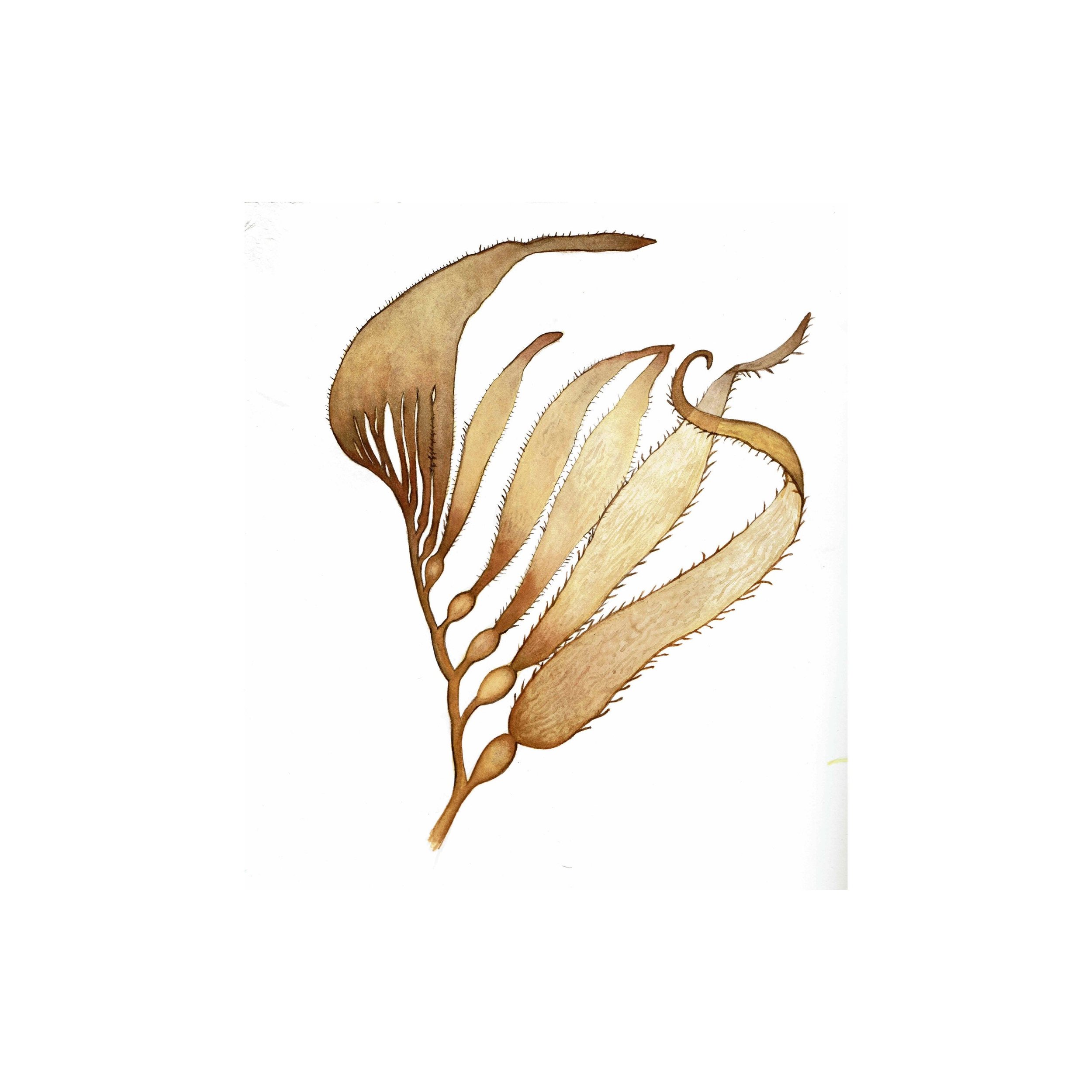 https://i.etsystatic.com/8324987/r/il/f19188/3826191626/il_fullxfull.3826191626_23ky.jpg