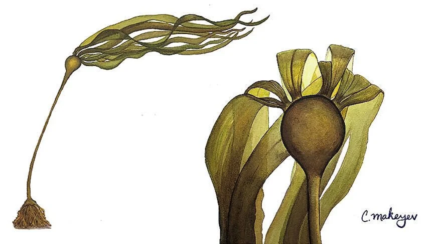 Bull Kelp
