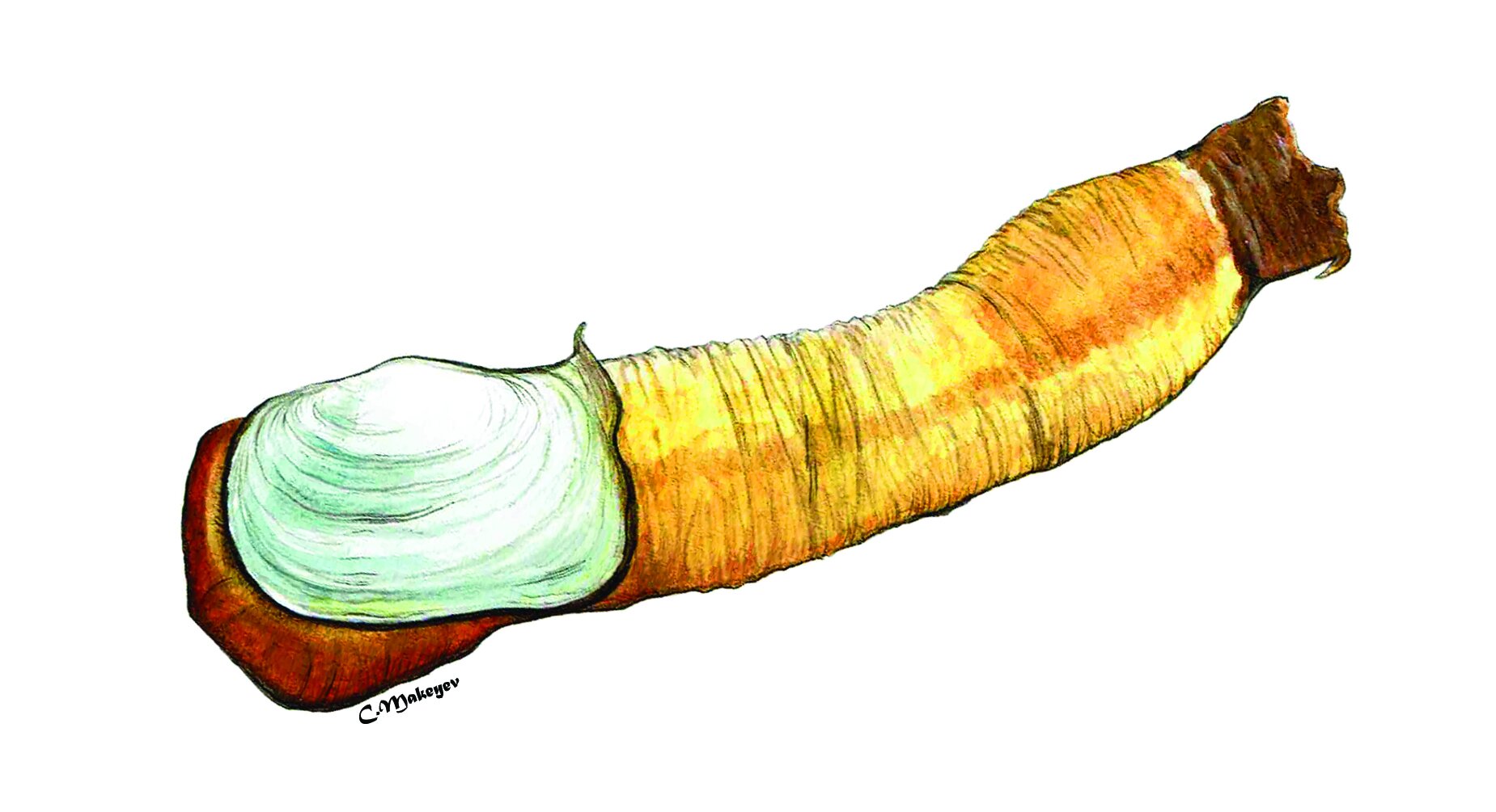 Pacific Geoduck