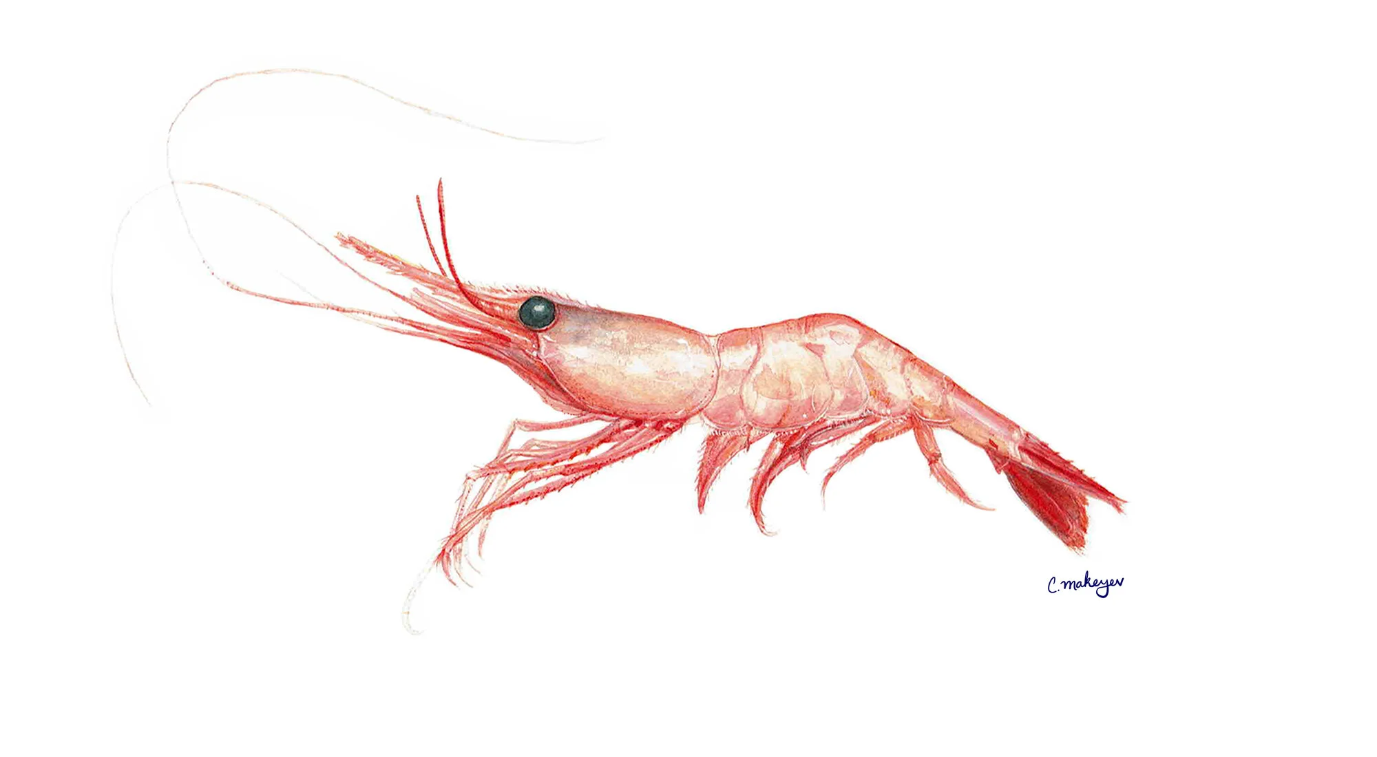 Ocean Pink Shrimp