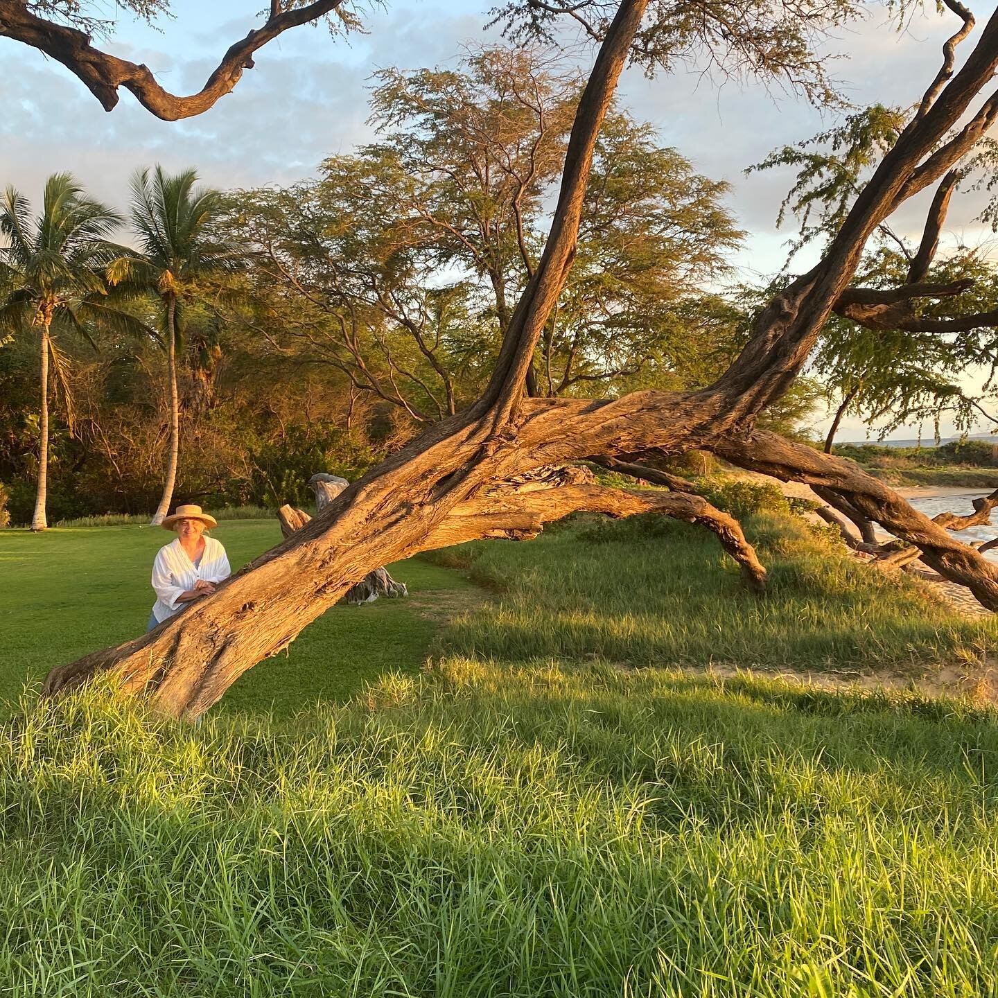 My favorite drawing tree, lines, textures and gestures were so wonderful to explore and sketch during my stay on Maui.