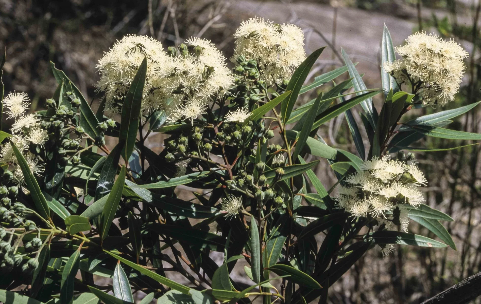 Angophora-crassifolia.jpg