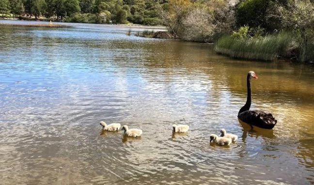 A black swan with five cygnets swimming in a lake surrounded by trees and greenery.