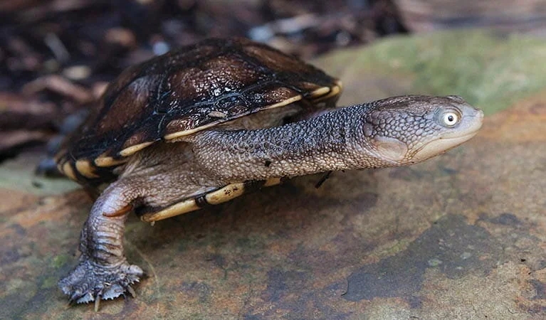 Turtles — Manly Dam Biodiversity Project