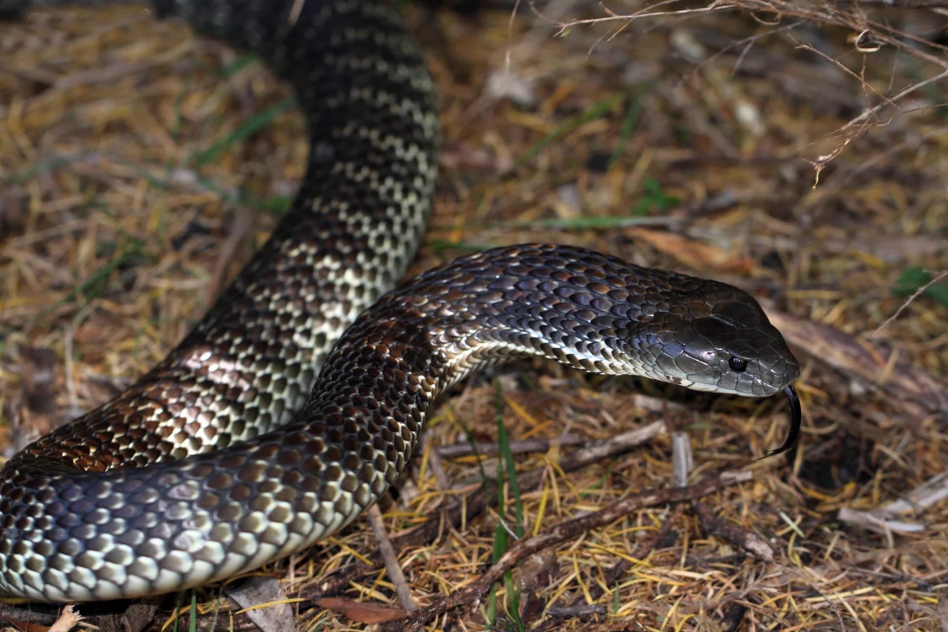 Snakes — Manly Dam Biodiversity Project