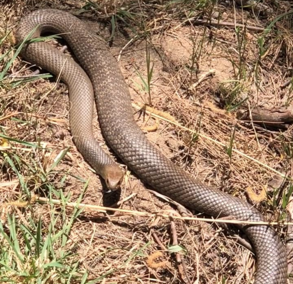 Snakes — Manly Dam Biodiversity Project