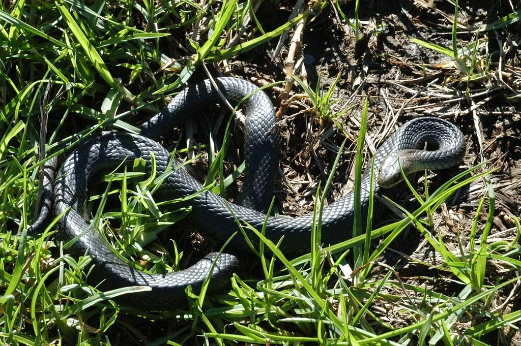 Snakes