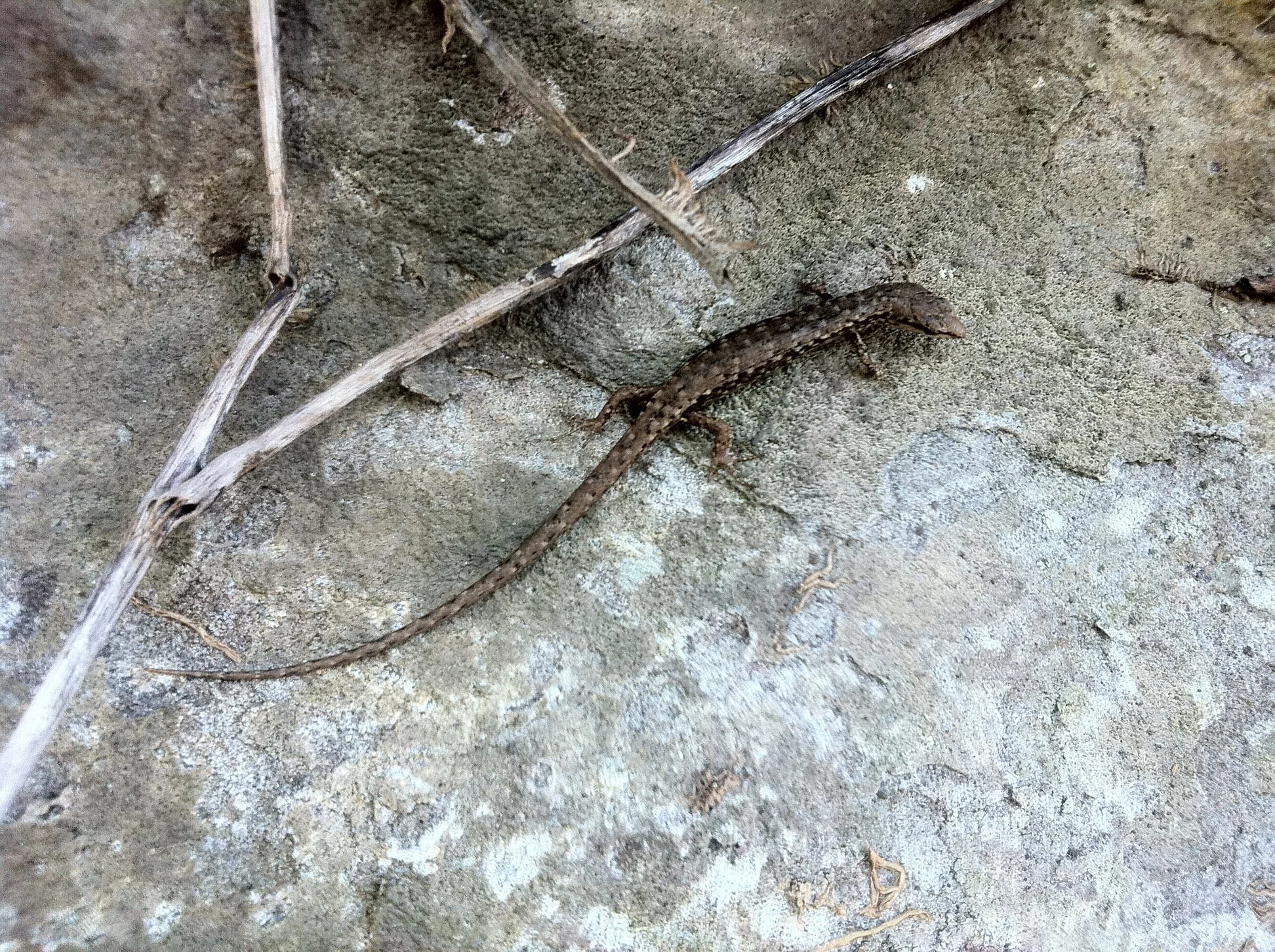 Lizards and Monitors — Manly Dam Biodiversity Project