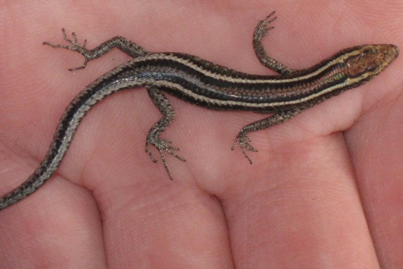 Snake-eyed+Wall+Skink+%28Cryptoblepharus+virgata%29.jpg