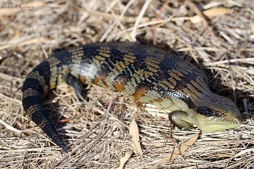 Matt_Clancy_Eastern_Blue_Tongue_(Tiliqua_scincoides_scincoides)_(8563883807).jpeg