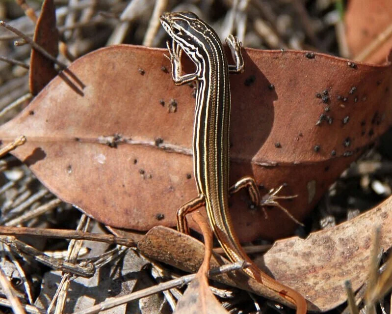 May%2Bbe%2Ban%2Bimage%2Bof%2Bnature%2BSave%2BManly%2BDam%2BBushland%2BAugust%2B22%2B%25C2%25B7%2BCopper-tailed%2Bskink%2B%2528Ctenotus%2Btaeniolatus%2529.jpg
