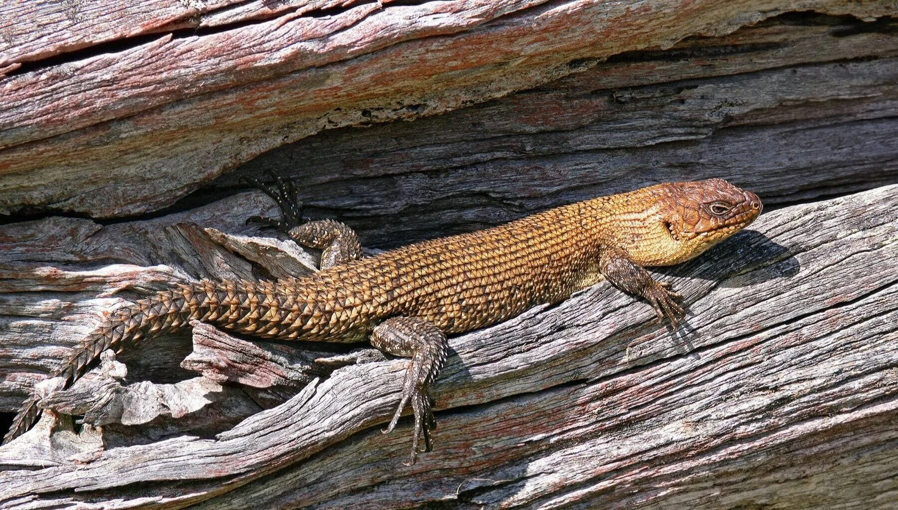 Cunningham%2527s%2Bskink%2B%2528Egernia%2Bcunninghammi%2529.jpg