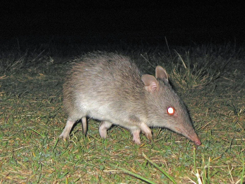 Marsupials and Native rats — Manly Dam Biodiversity Project