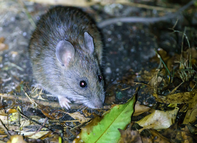 Northern Bush Rats Marsupials and bush rats — Manly Dam Biodiversity Project