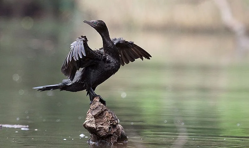 Little+Cormorant.jpg