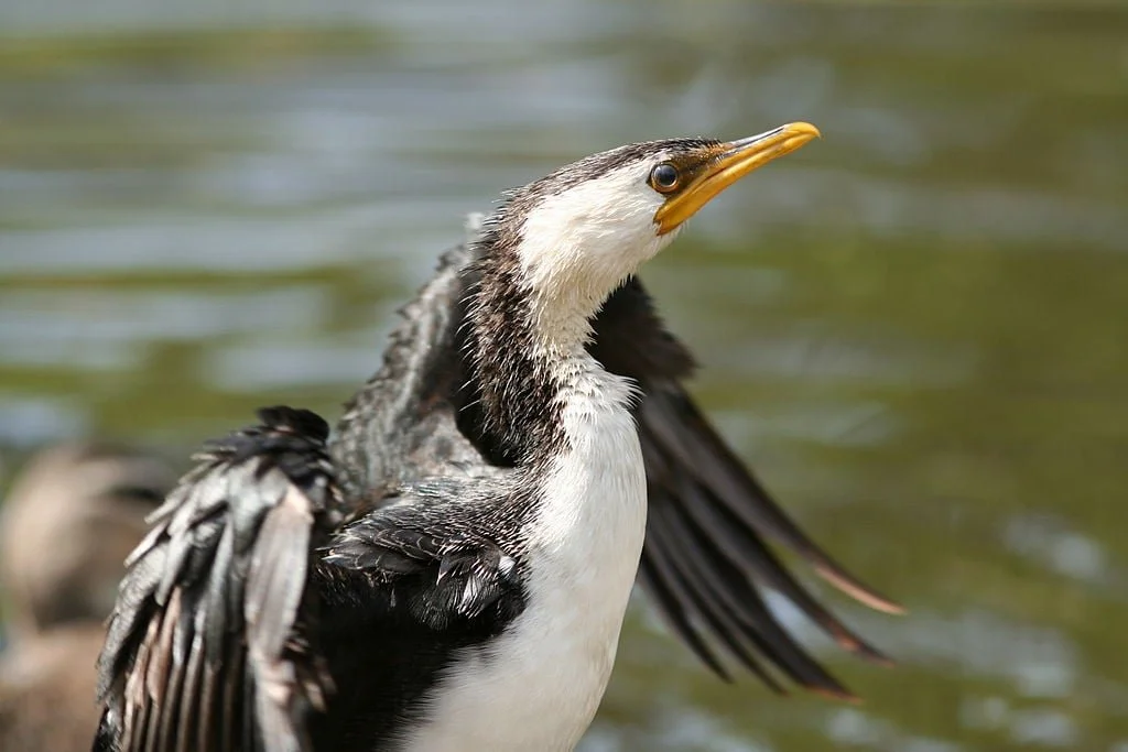 Little Pied Cormorant.jpeg