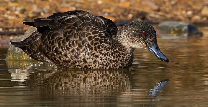 A brown-feathered duck with red eyes swimming in a shallow body of water.