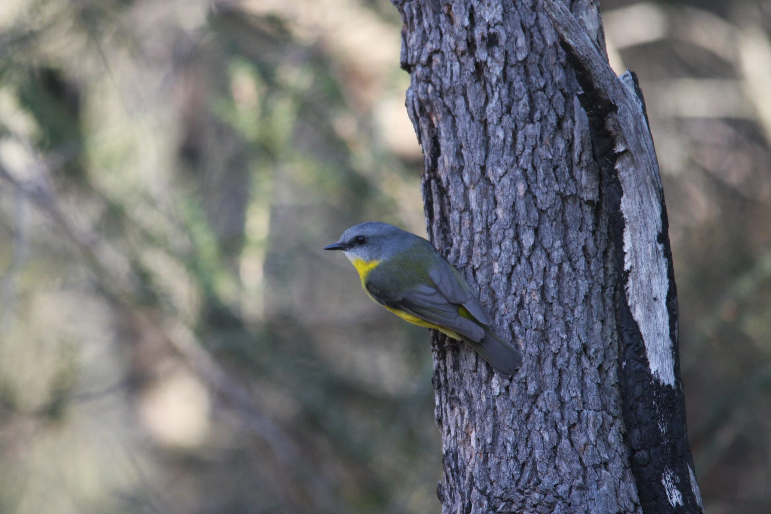 Eastern Yellow Robin.JPG