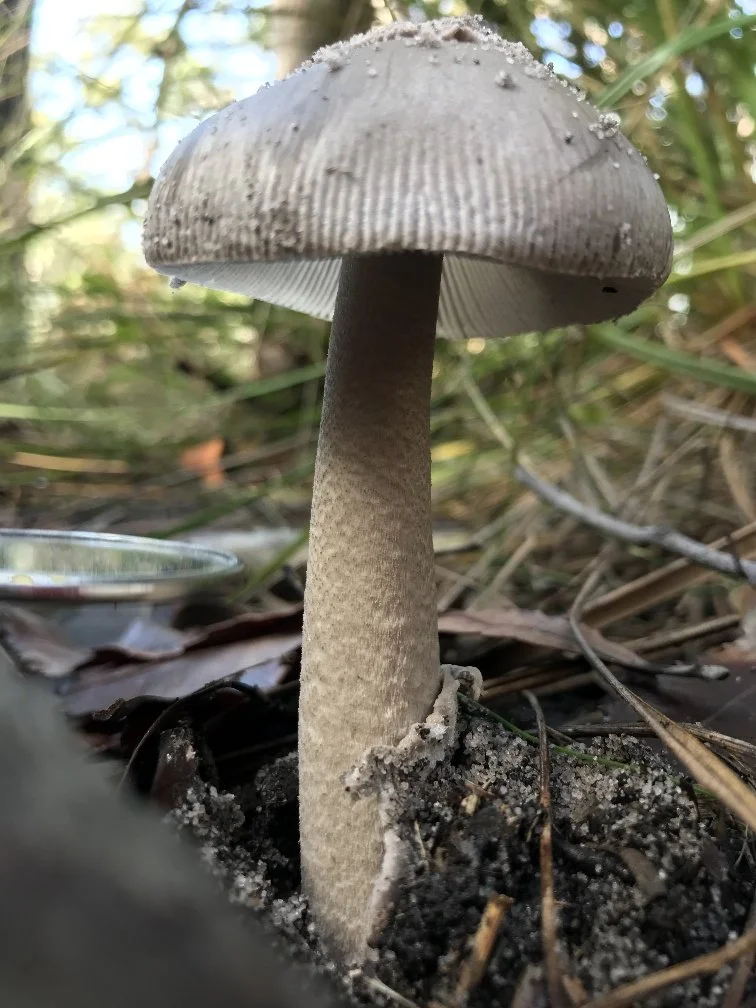 Amanita punctata.JPEG