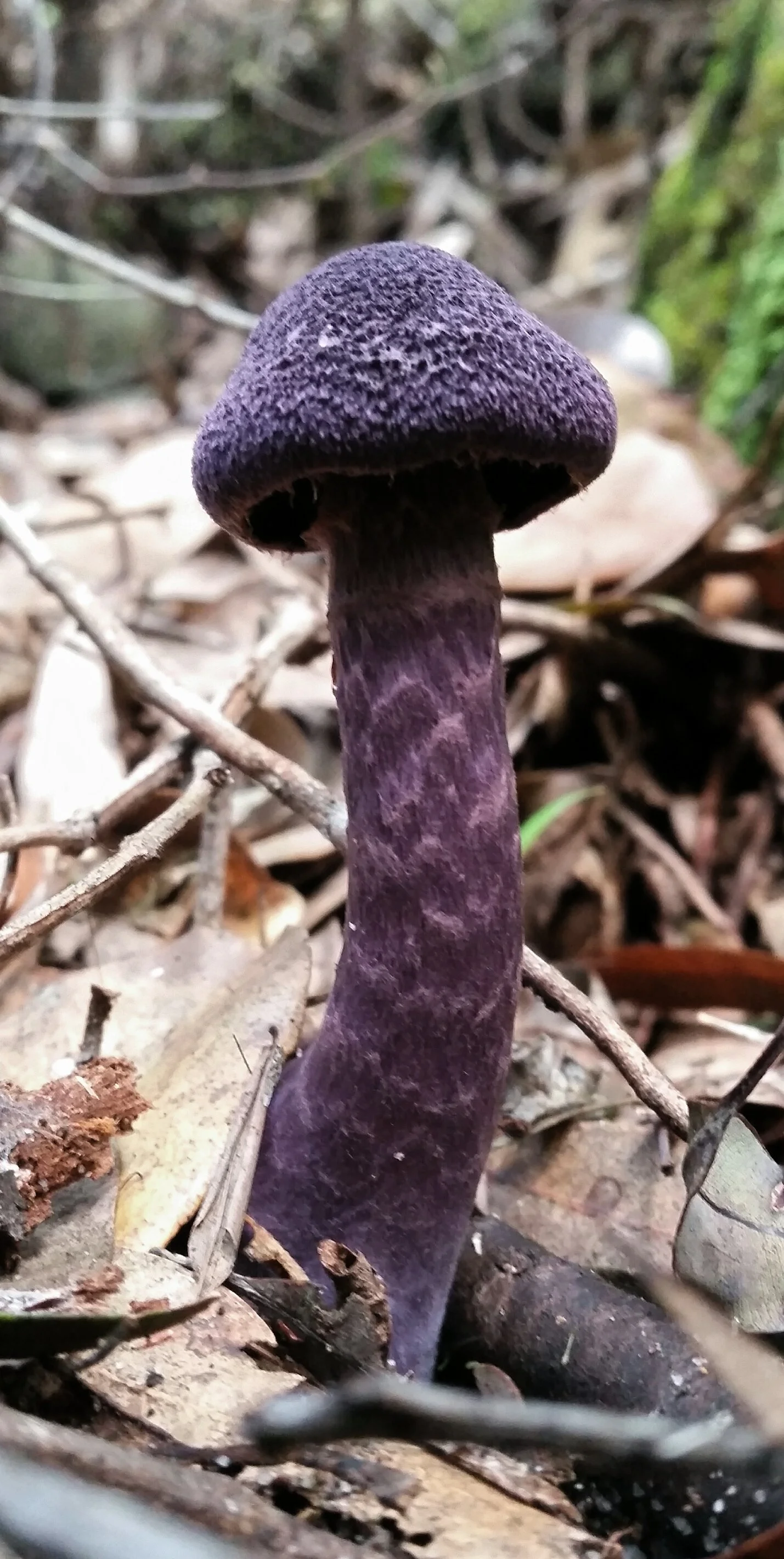 Cortinarius austroviolaceus.jpg