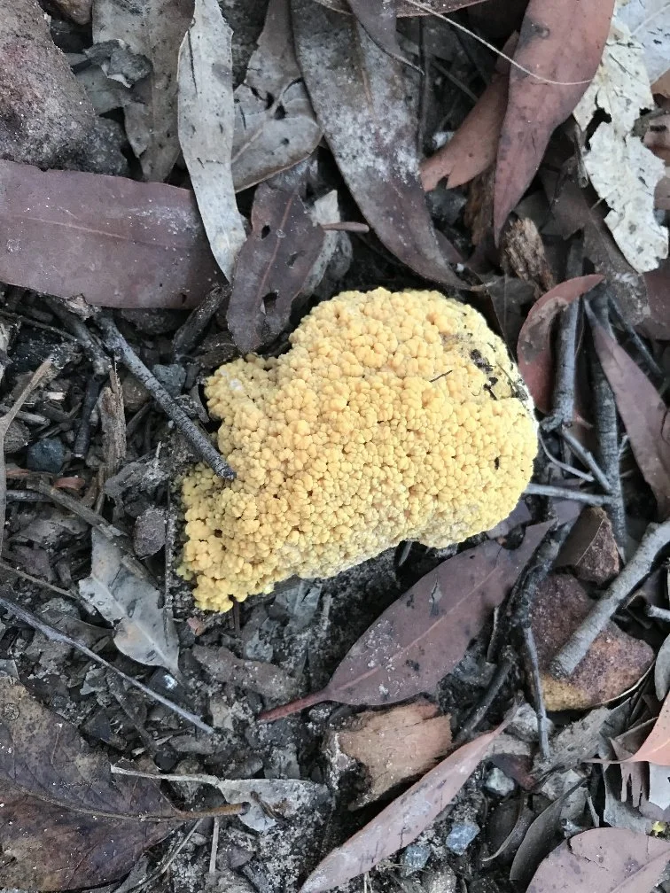 Ramaria capitata var capitata.JPEG