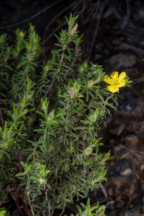 Hibbertia.jpg