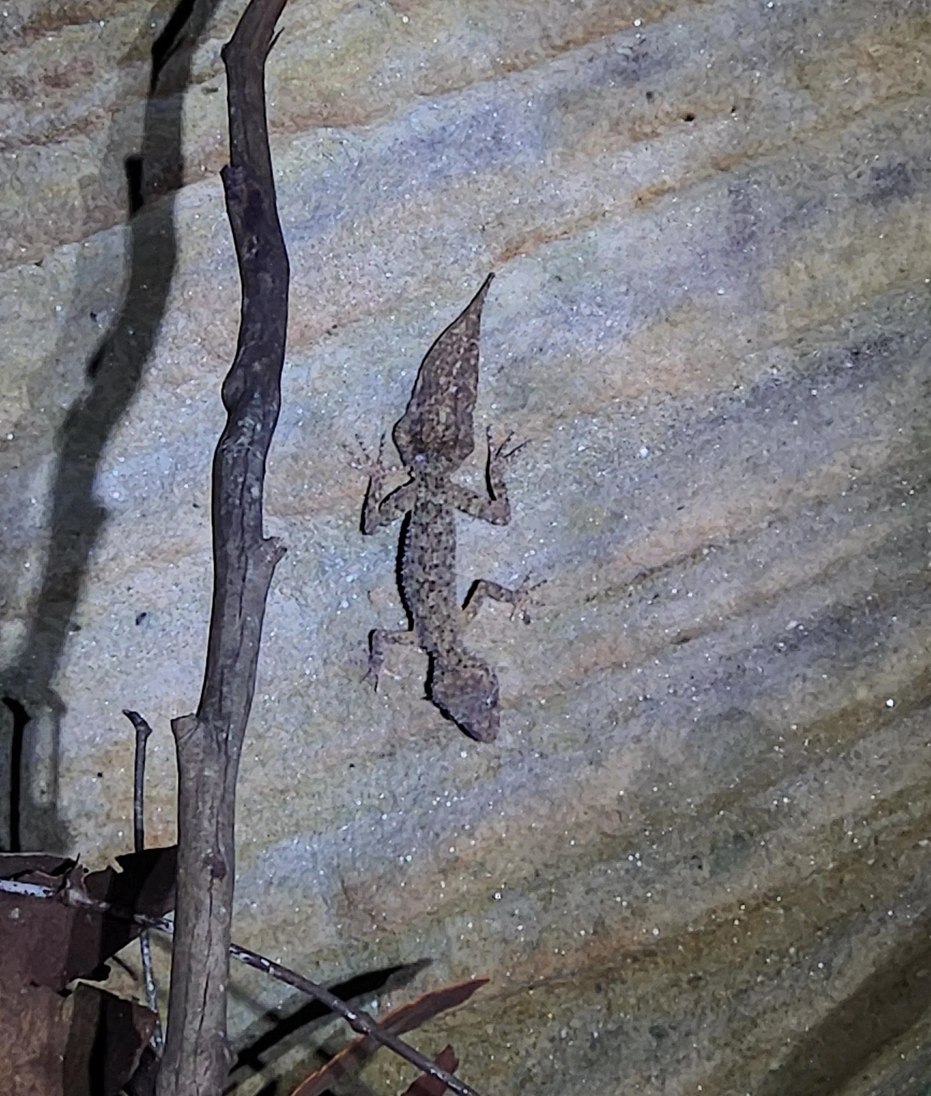 Leaf Tailed Gecko_ADP.jpg