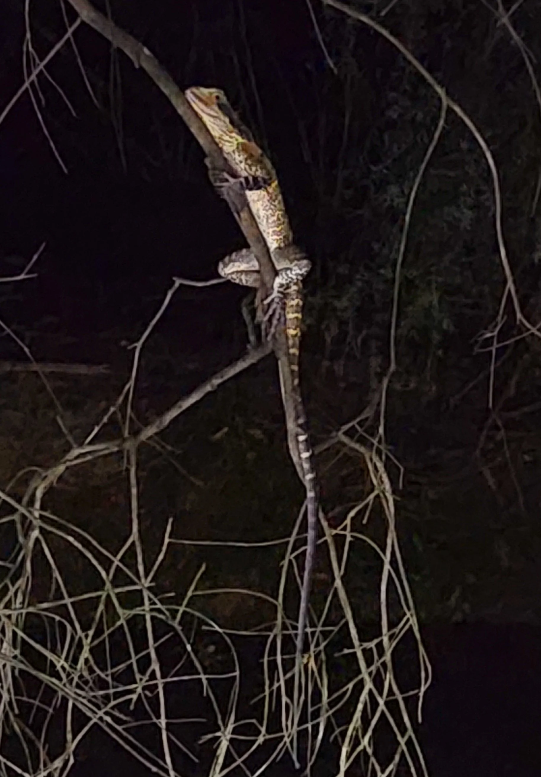 Water dragon ADP.jpg