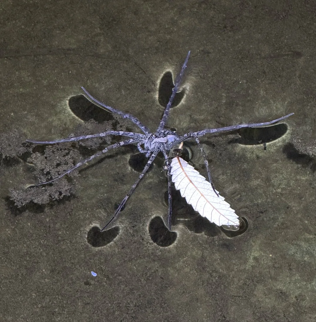 Water Spider.jpg