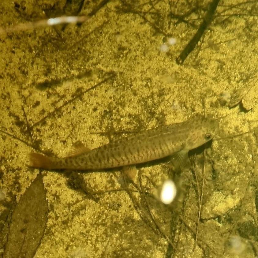 A prehistoric fish in Manly Dam