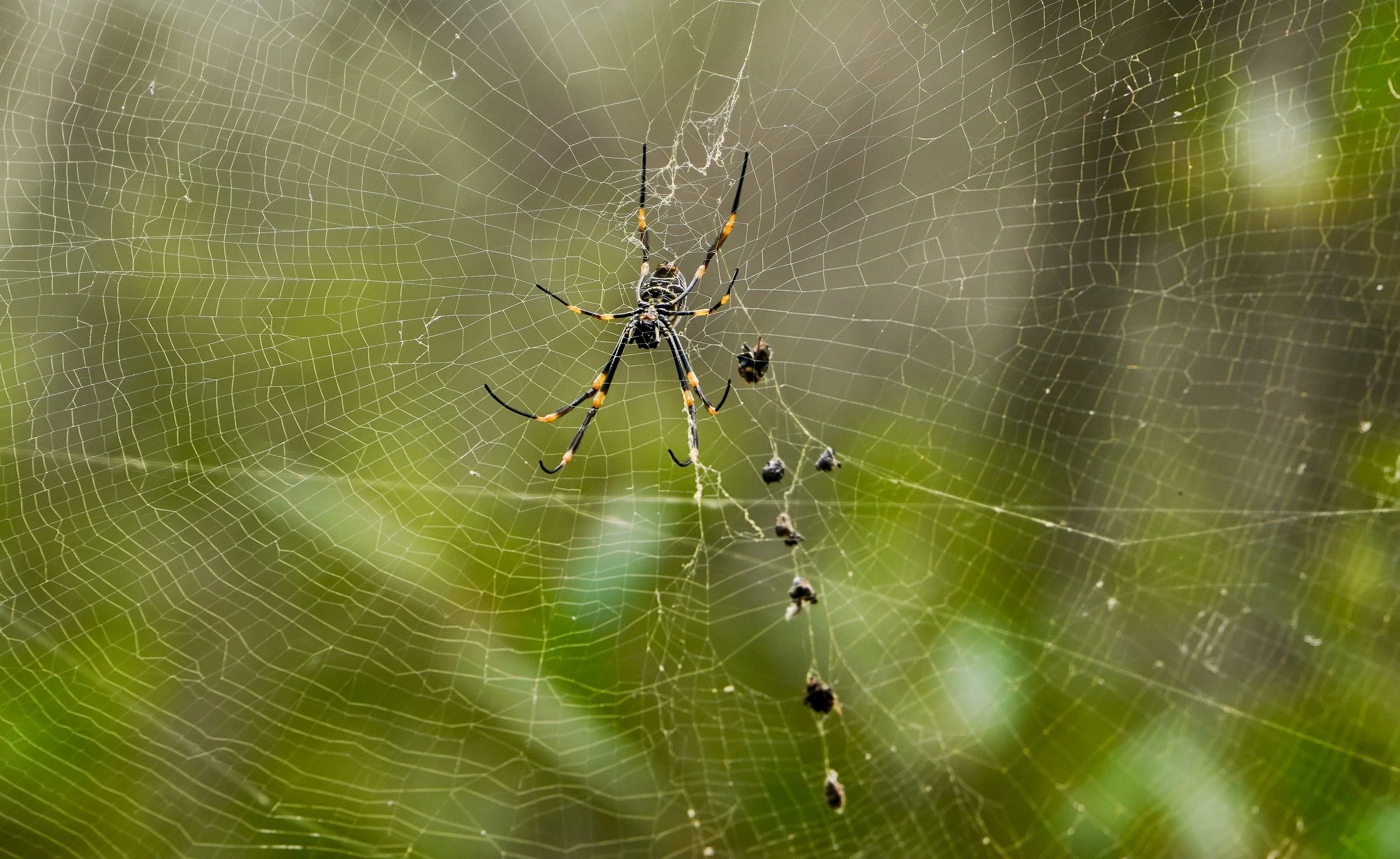Pacific Golden Orb Weaver (Trichonephila plumipes)
